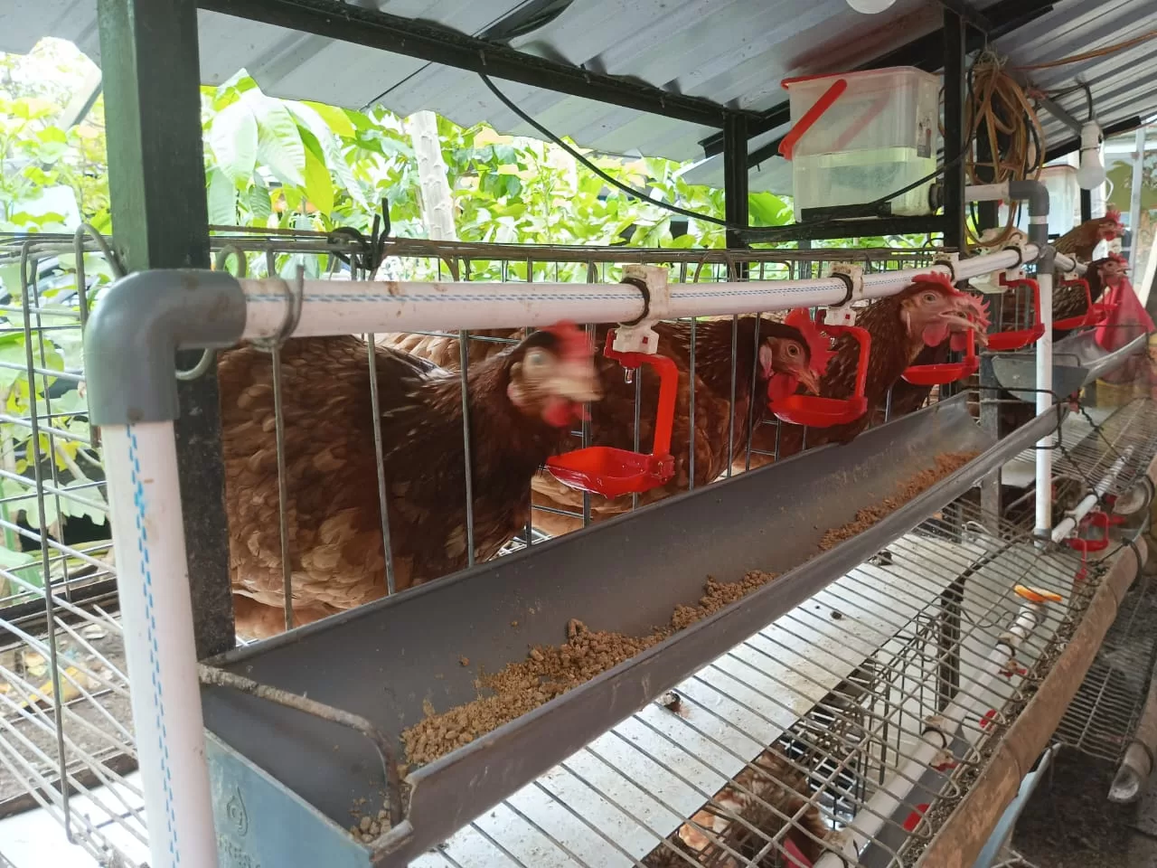 Program Ternak Ayam Akan Sasar Semua Kelompok di Longwis