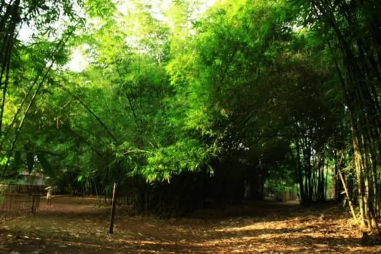 Healing di Hutan Bambu Longwis Daengta Ri Lakkang