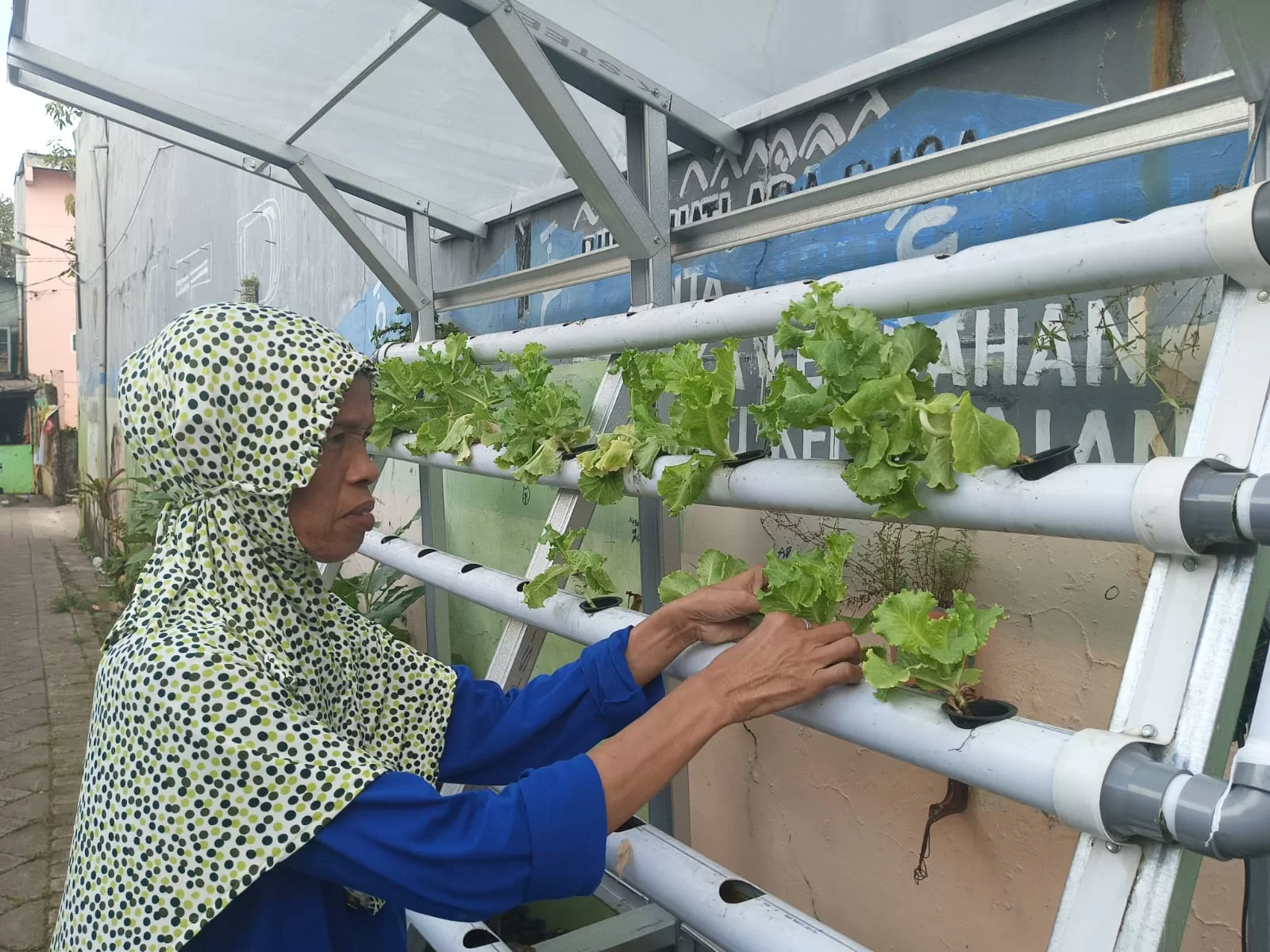 Hasil Panen Sayur di Longwis Tingkatkan Nilai Ekonomis Warga