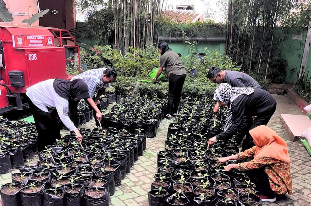 Pemupukan Bibit Cabai di Tamalanrea Mulai Berjalan