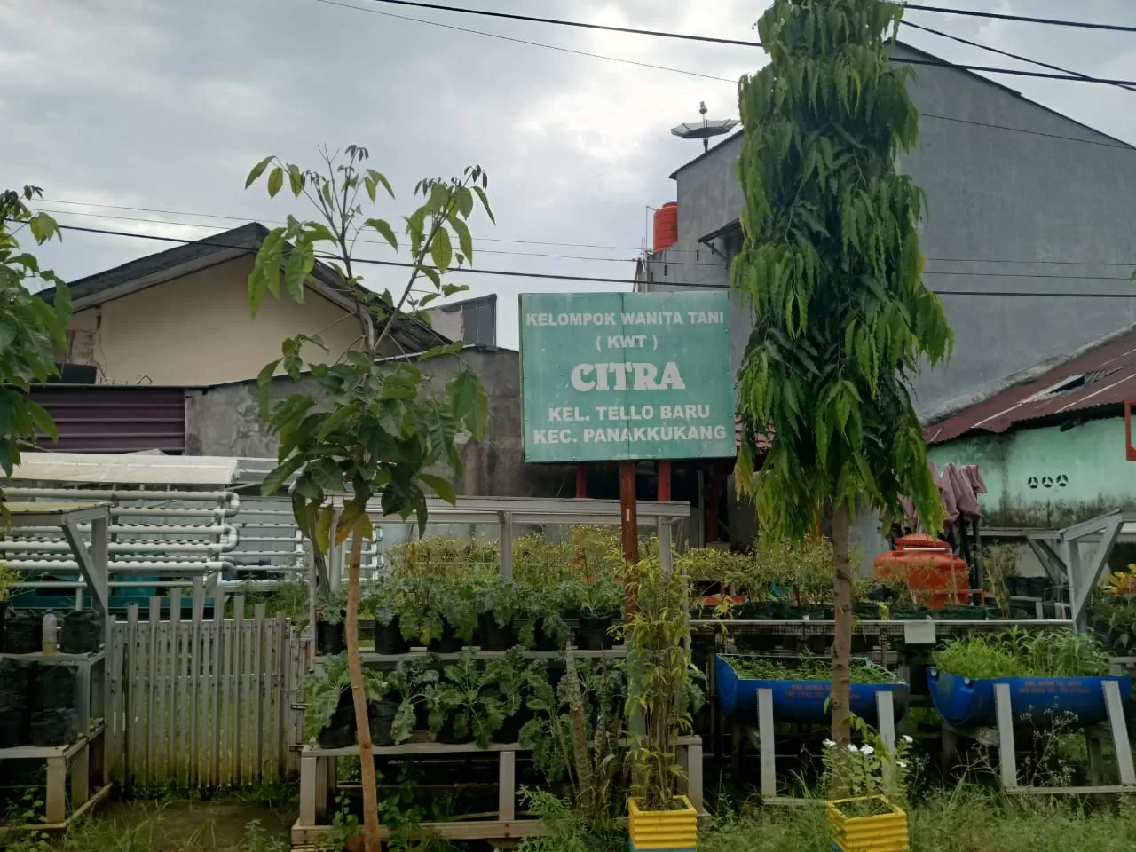 Konsep Urban Farming, KWT Ciptakan Ketahanan Pangan Mandiri di Longwis