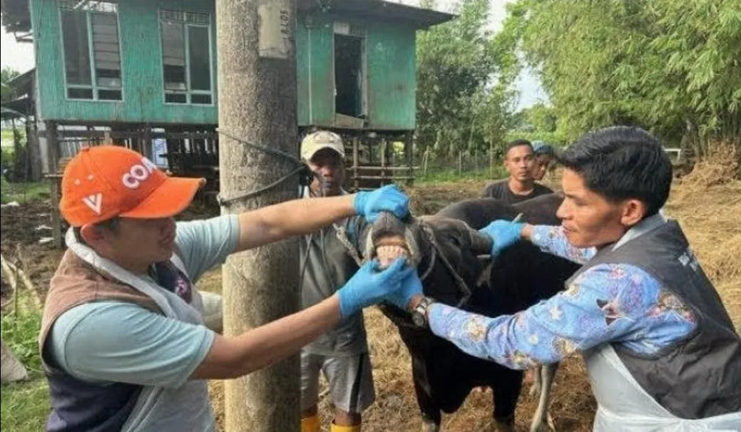 Rutin Lakukan Pemeriksaan Jelang Iduladha, UPTD Puskeswan Tak Temukan Ada Hewan yang Sakit